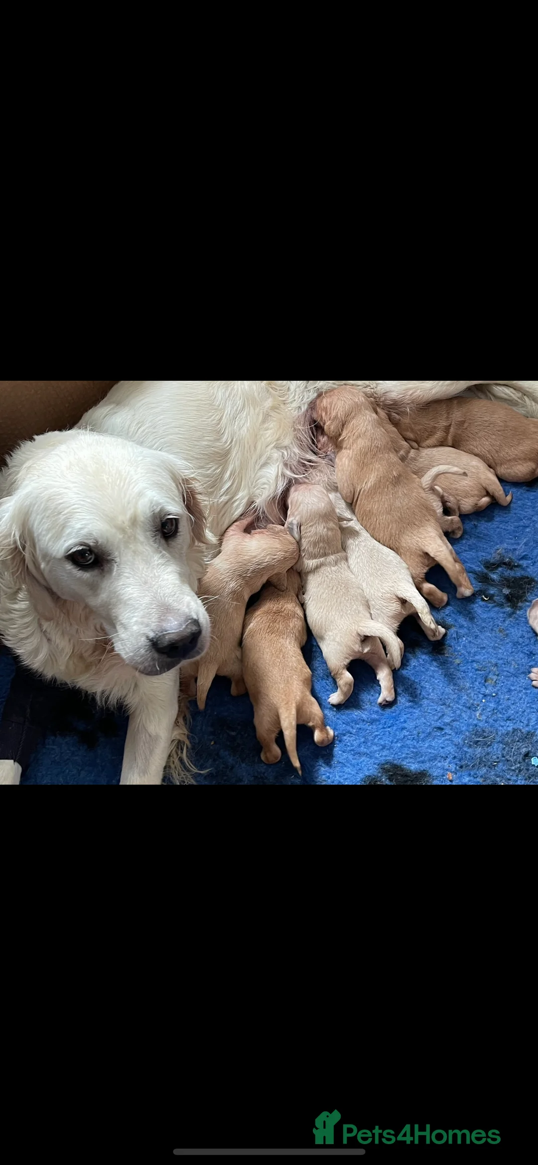 Golden Retriever dogs for sale: Last girl available kc reg ready 30/12 - Advert 4