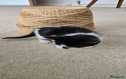 Mixed Breed cats for sale: Heart-Marked & Beautiful Kittens Ready - Image 10