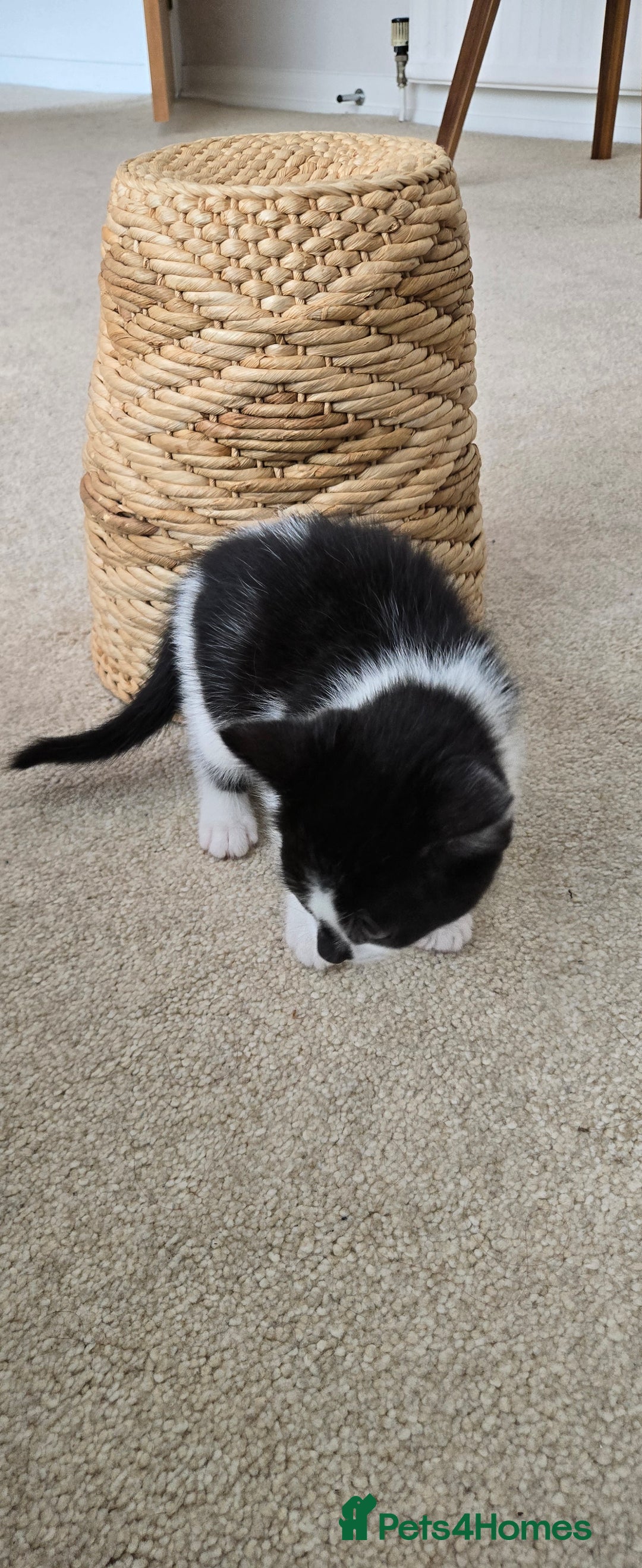Mixed Breed cats for sale: Heart-Marked & Beautiful Kittens Ready - Image 10