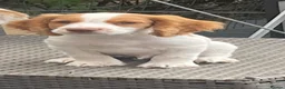 Cocker Spaniel dogs for sale: Red and Lemon & White Working Cocker Spaniels - Advert 22