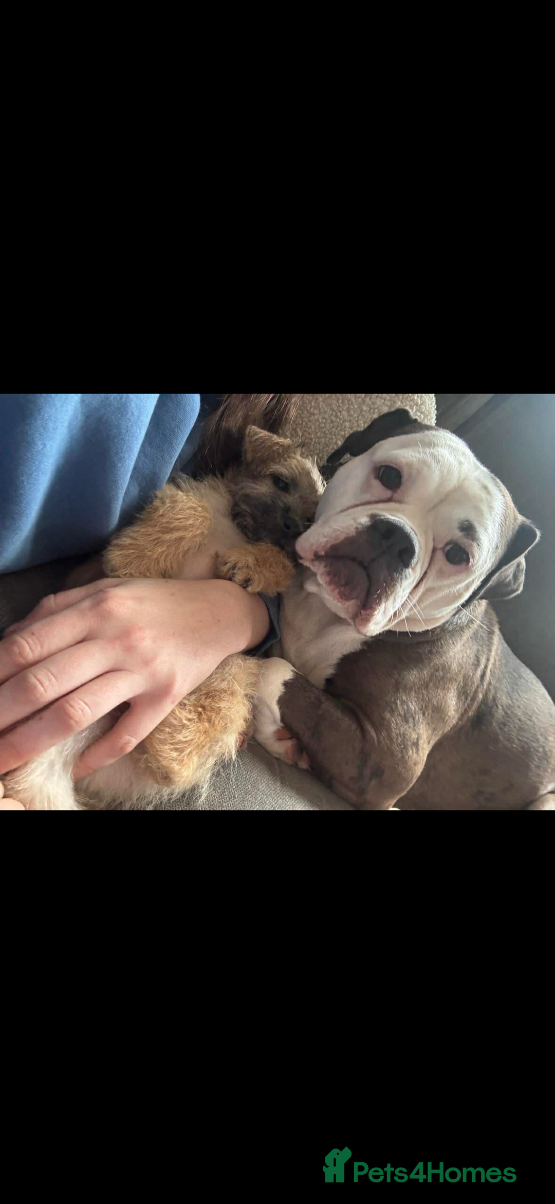 Alapaha Blue Blood Bulldog dogs for sale: Sad rehoming. NO other dogs.  - Advert 3