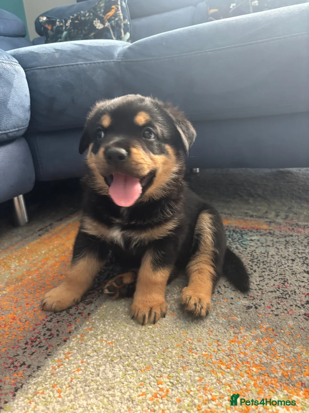 Mixed Breed dogs for sale: Rottweiler x Presa Canario - Advert 1