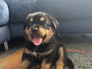 Mixed Breed dogs Rottweiler x Presa Canario - Advert 2