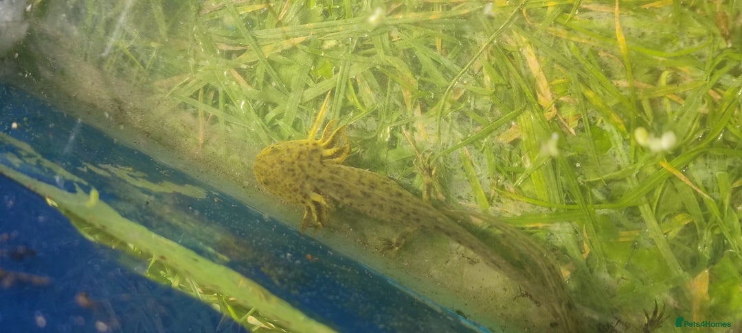 Axolotl reptiles for sale: Axolotl babies  - Image 2