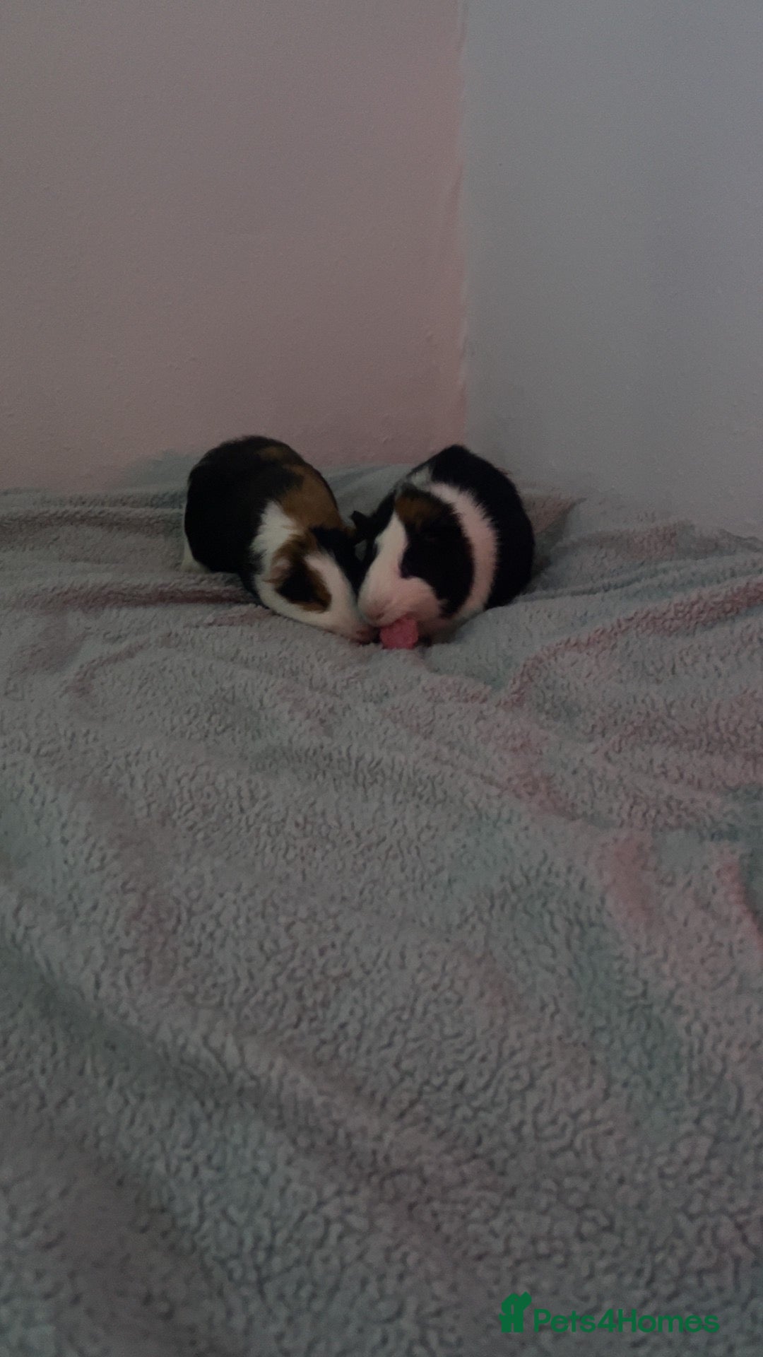 Guinea Pig rodents Bonded pair of guinea pigs + hutch bundle - Advert 4