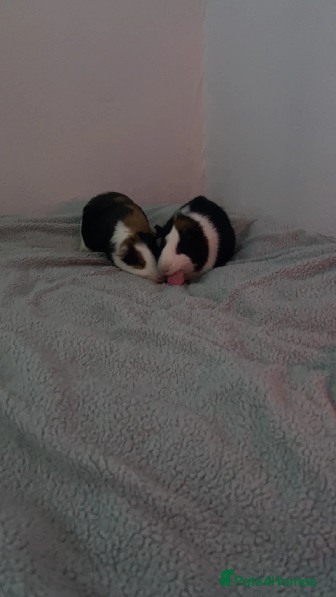 Guinea Pig rodents for sale: Bonded pair of guinea pigs + hutch bundle in Manchester - Advert 2