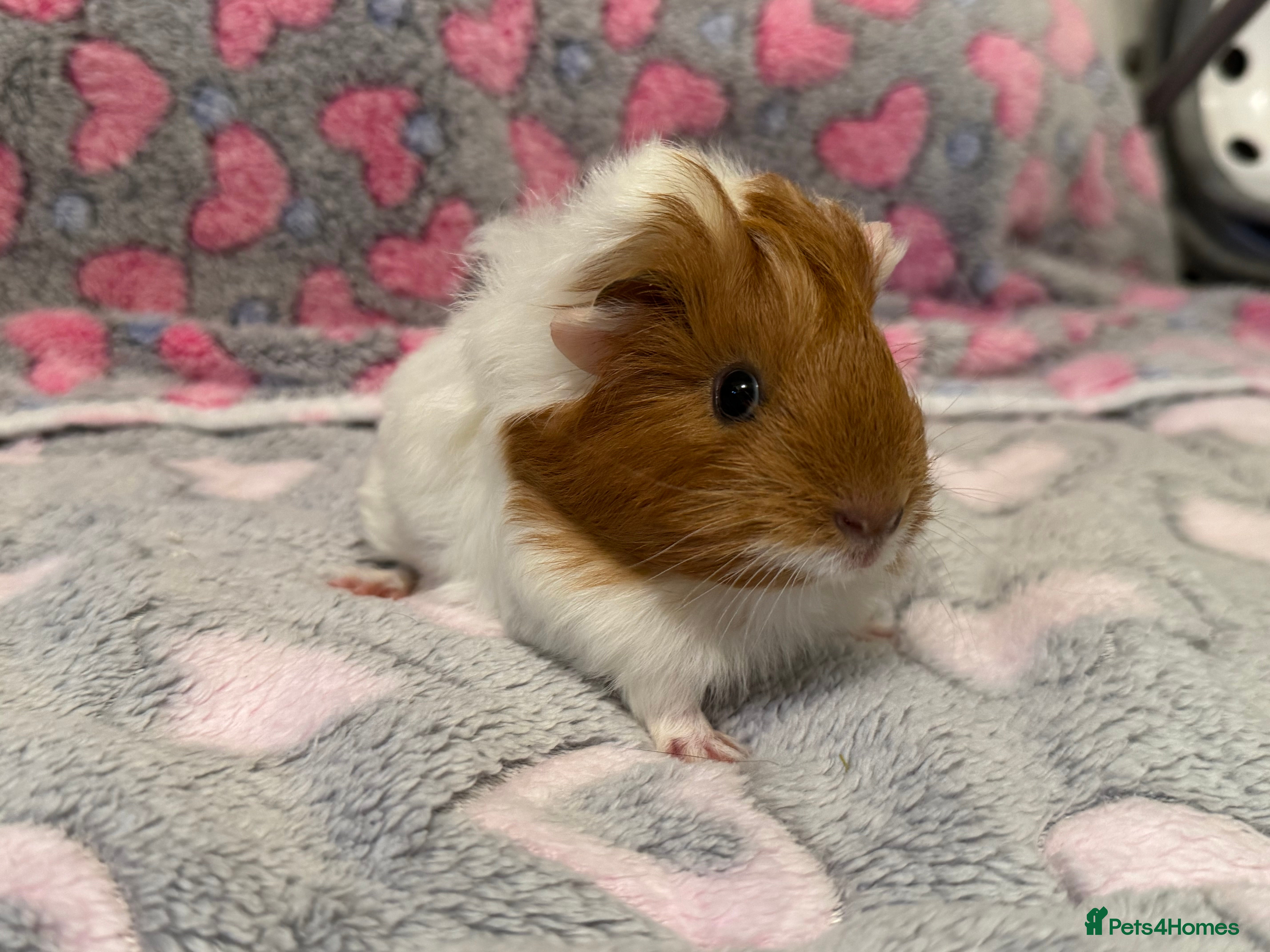 Guinea Pig rodents Beautiful Guinea pig babies  - Advert 18