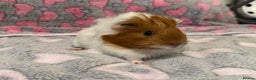 Guinea Pig rodents for sale: Beautiful Guinea pig babies  - Advert 11