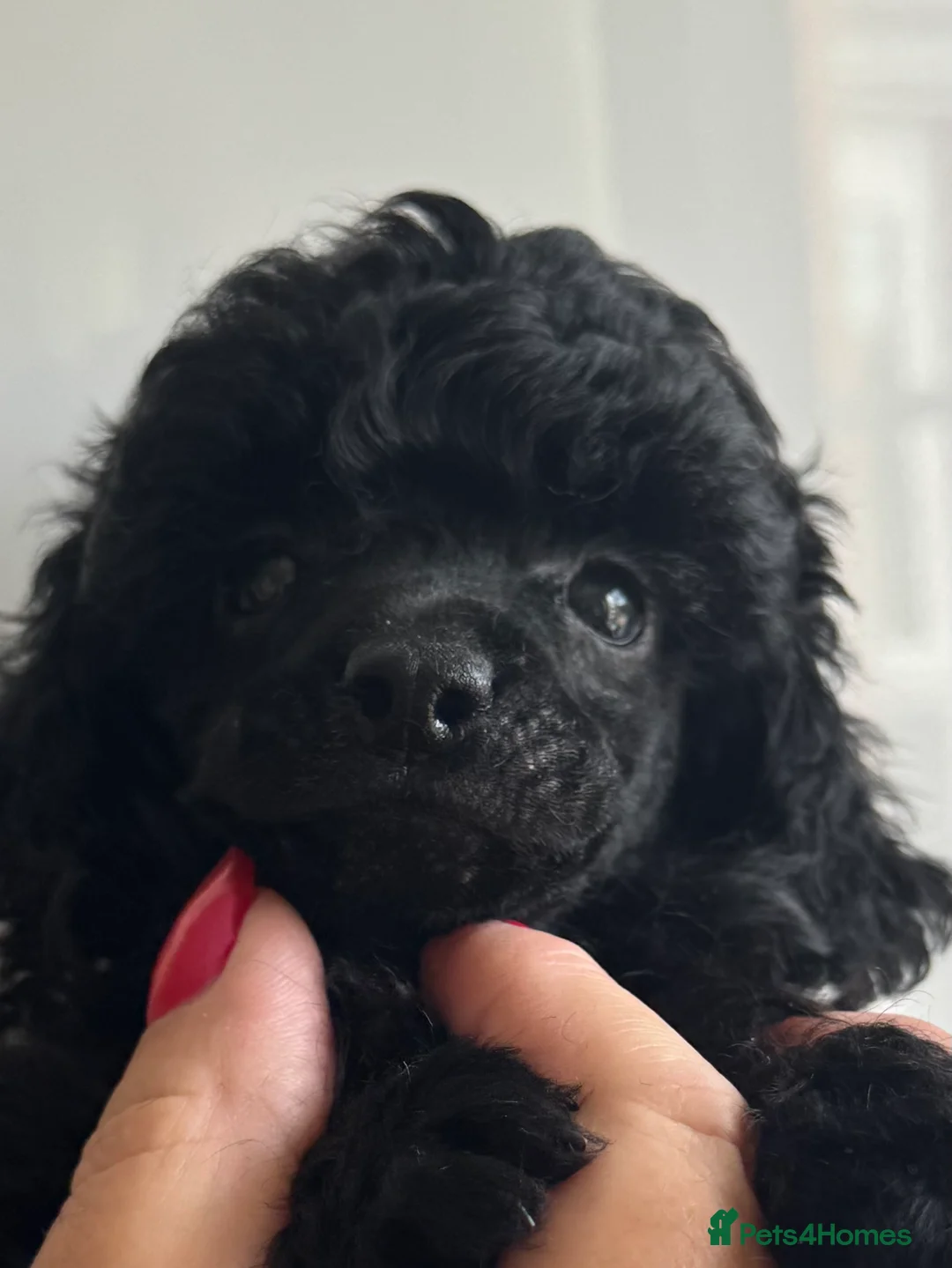 Toy Poodle dogs for sale: Outstanding tiny toy poodles  - Advert 4