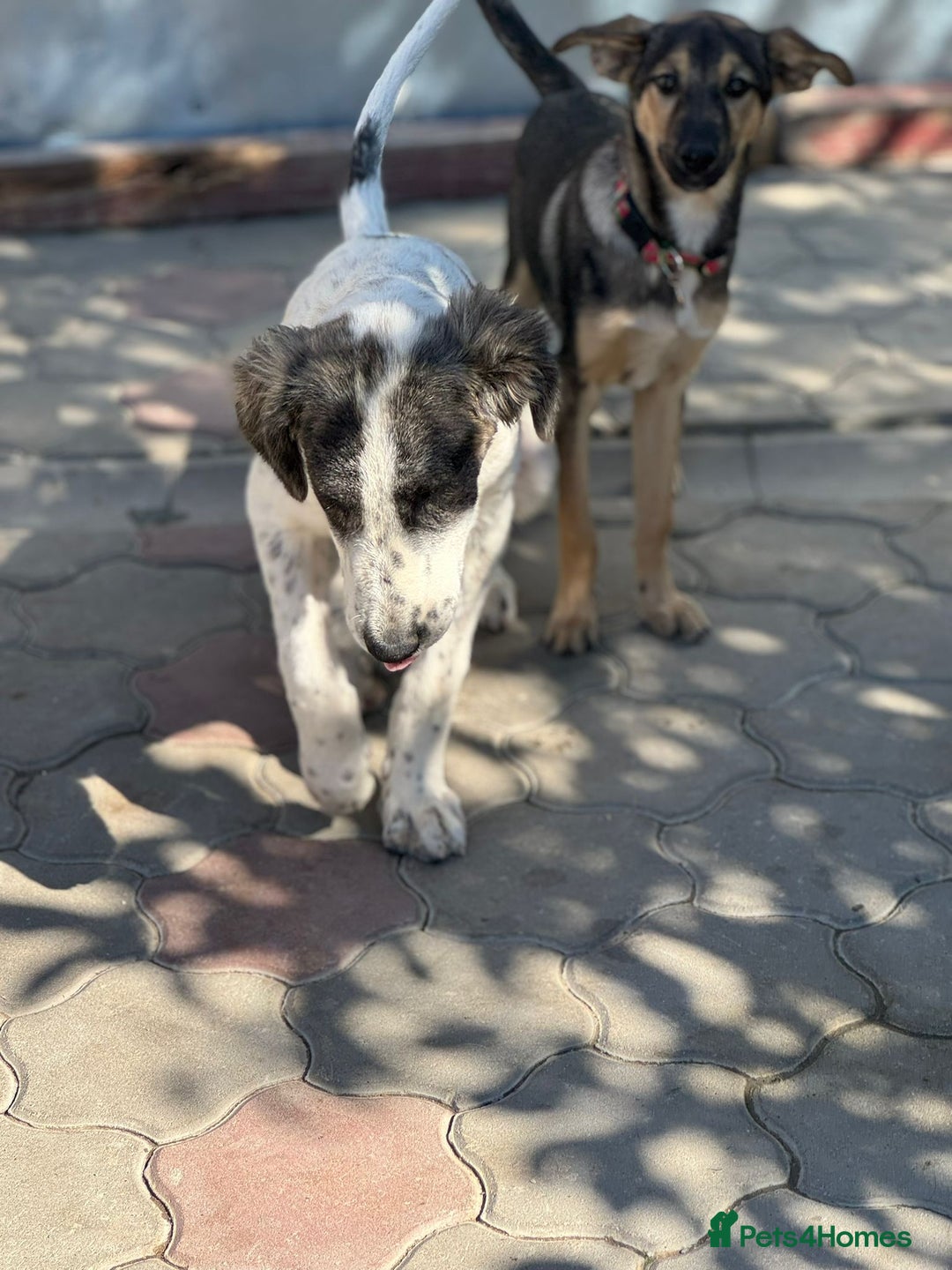 Mixed Breed dogs for adoption: ODIN, a superb young boy - for a Loving Home  - Advert 32