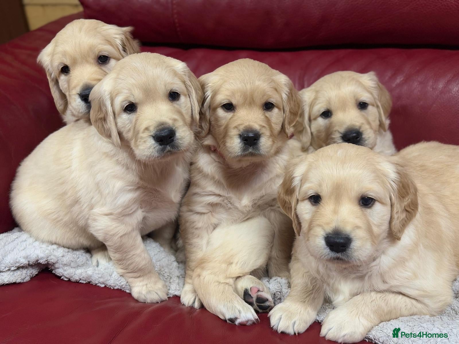 Golden Retriever dogs LARGE SIZE PURE GOLDEN RETRIEVER PUPPIES!!! - Advert 2