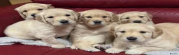 Golden Retriever dogs for sale: LARGE SIZE PURE GOLDEN RETRIEVER PUPPIES!!! - Advert 1
