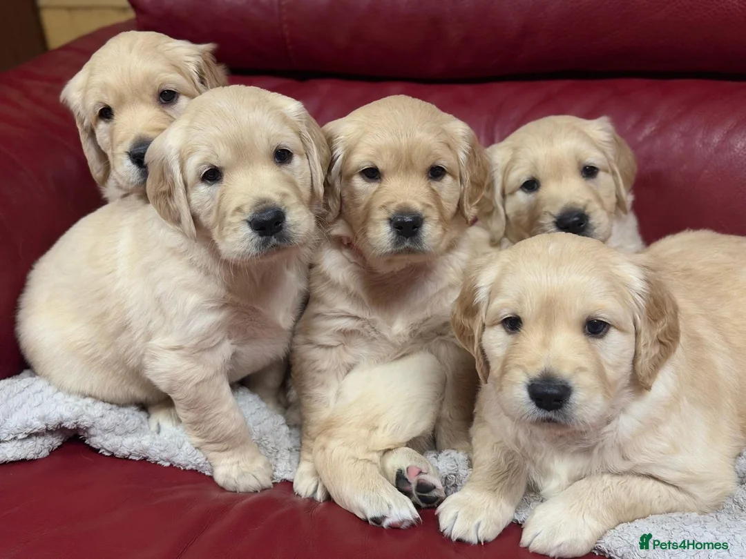 Golden Retriever dogs for sale: LARGE SIZE PURE GOLDEN RETRIEVER PUPPIES!!! - Advert 1