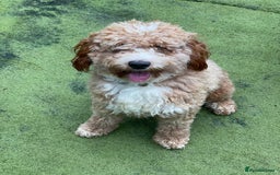 Australian Labradoodle dogs for sale: 5* Health tested Australian labradoodles  - Image 29