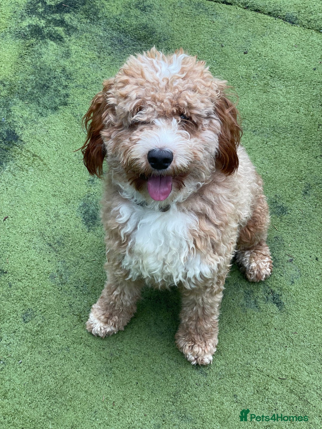 Australian Labradoodle dogs for sale: 5* Health tested Australian labradoodles  - Image 29
