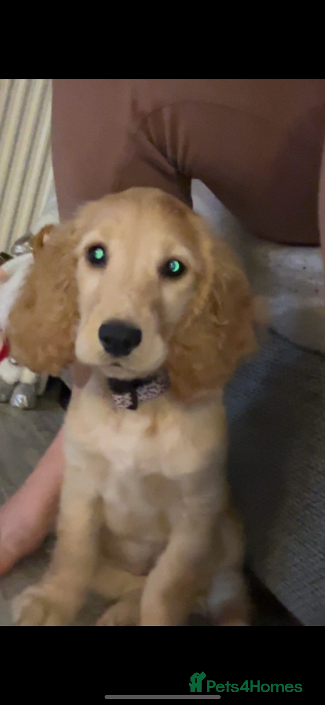 Cocker Spaniel dogs for sale: Show Cocker spaniel  - Advert 2