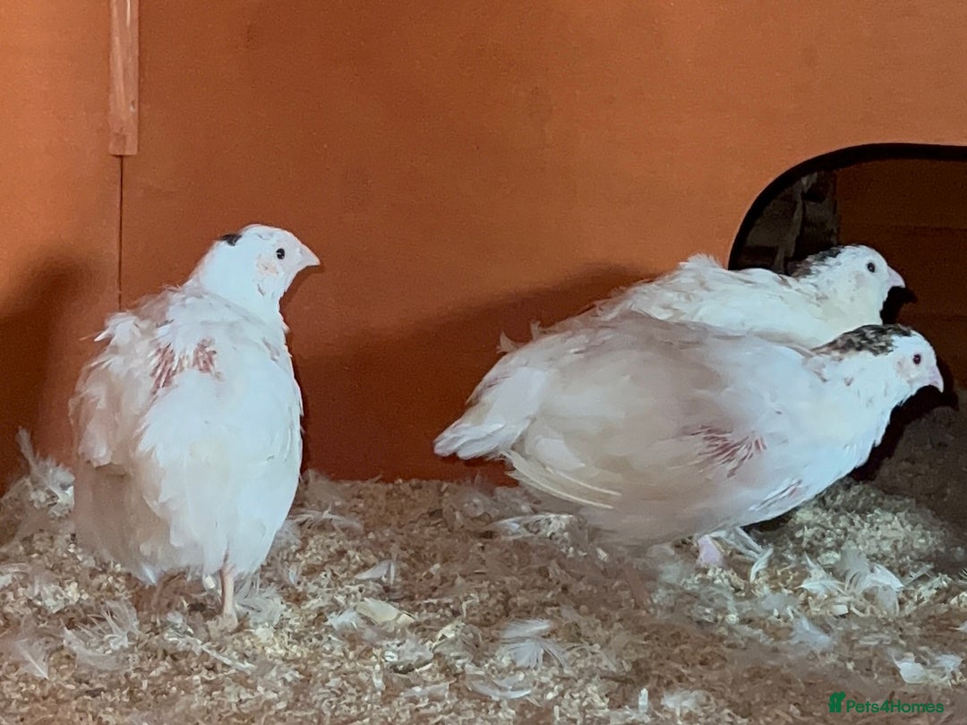 Quail poultry for sale: Trio White Jumbo Quail - Image 3