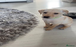 Labrador Retriever dogs for sale: BOY Labrador  in Coatbridge - Image 2