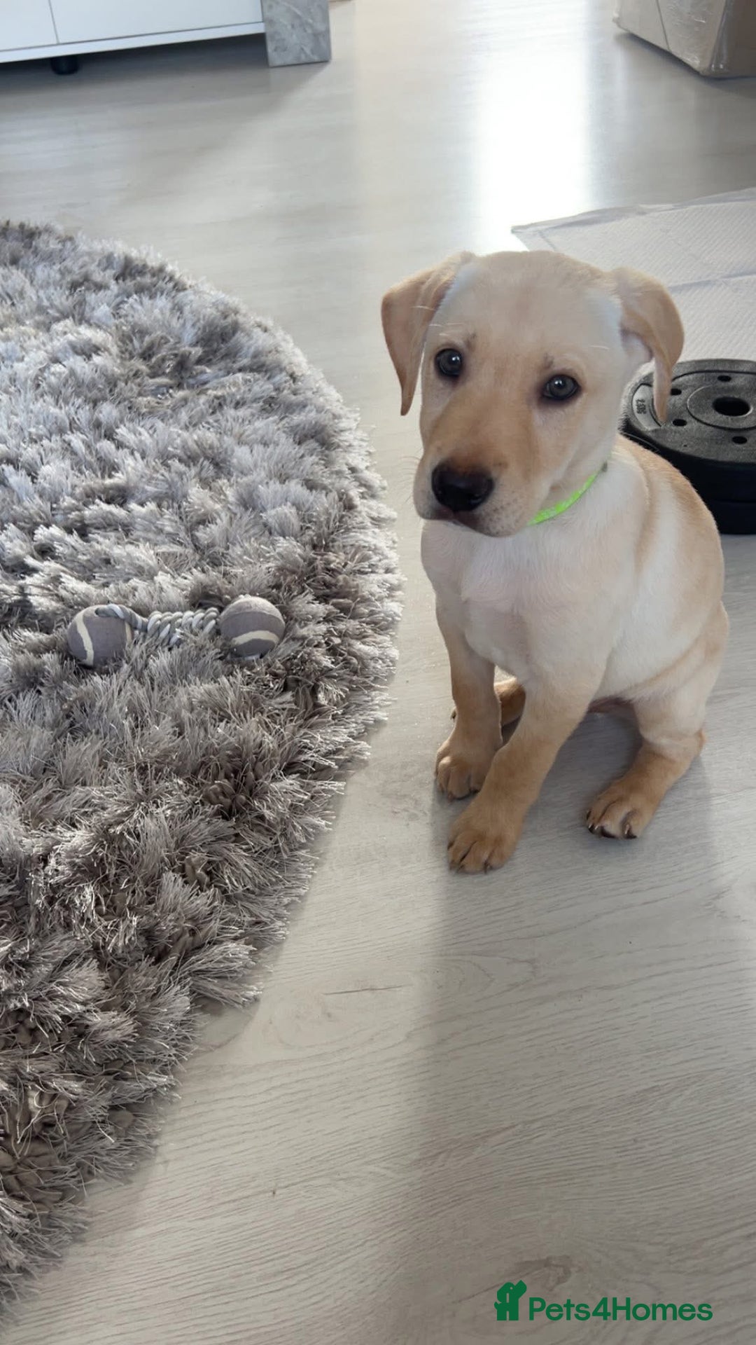 Labrador Retriever dogs for sale: BOY Labrador  in Coatbridge - Image 2