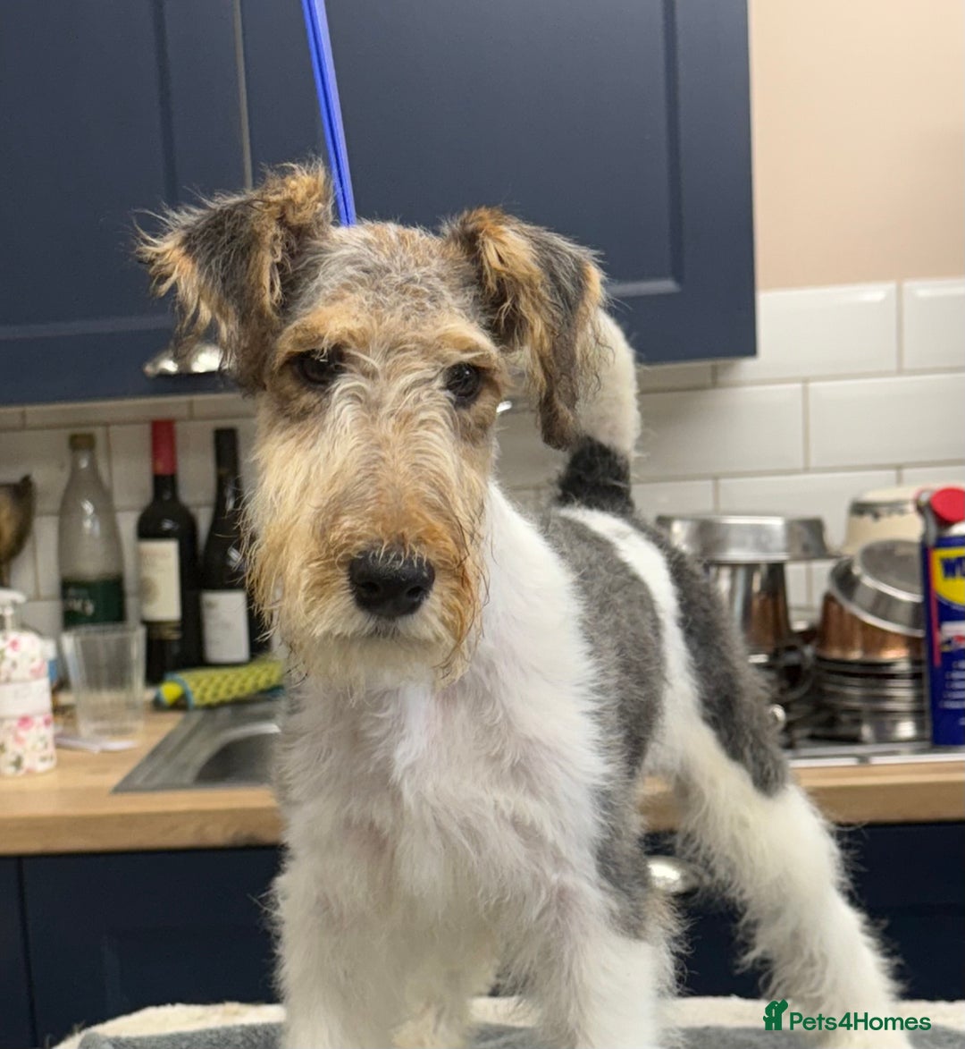 Fox Terrier dogs for sale: Wire Fox Terrier Puppies - Image 2