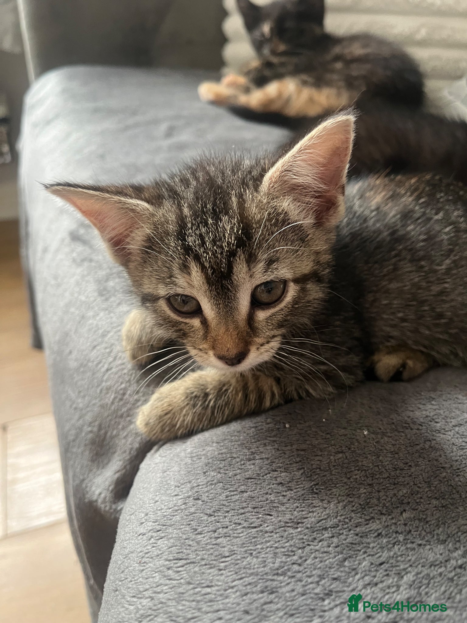 Mixed Breed cats for sale: 3 lovely girls ready for their forever home  - Advert 2