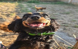 Cockalier dogs for sale: Gorgeous chunky Cockalier pupuchinos - Image 32