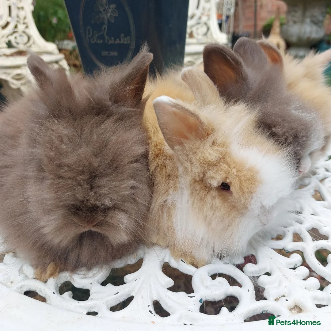 Lionhead rabbits for sale: PUREBRED DOUBLE/TEDDY LION HEAD BABIES  - Advert 2