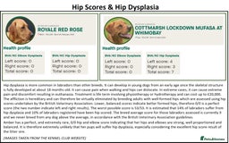 Labrador Retriever dogs for sale: Red Fox Labs : Health Checked-KC Reg-FTCH Pedigree - Image 16