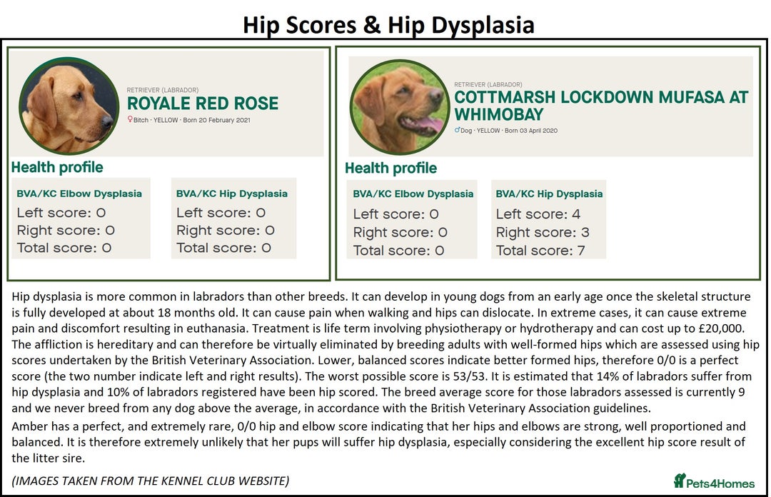 Labrador Retriever dogs for sale: Red Fox Labs : Health Checked-KC Reg-FTCH Pedigree - Image 16