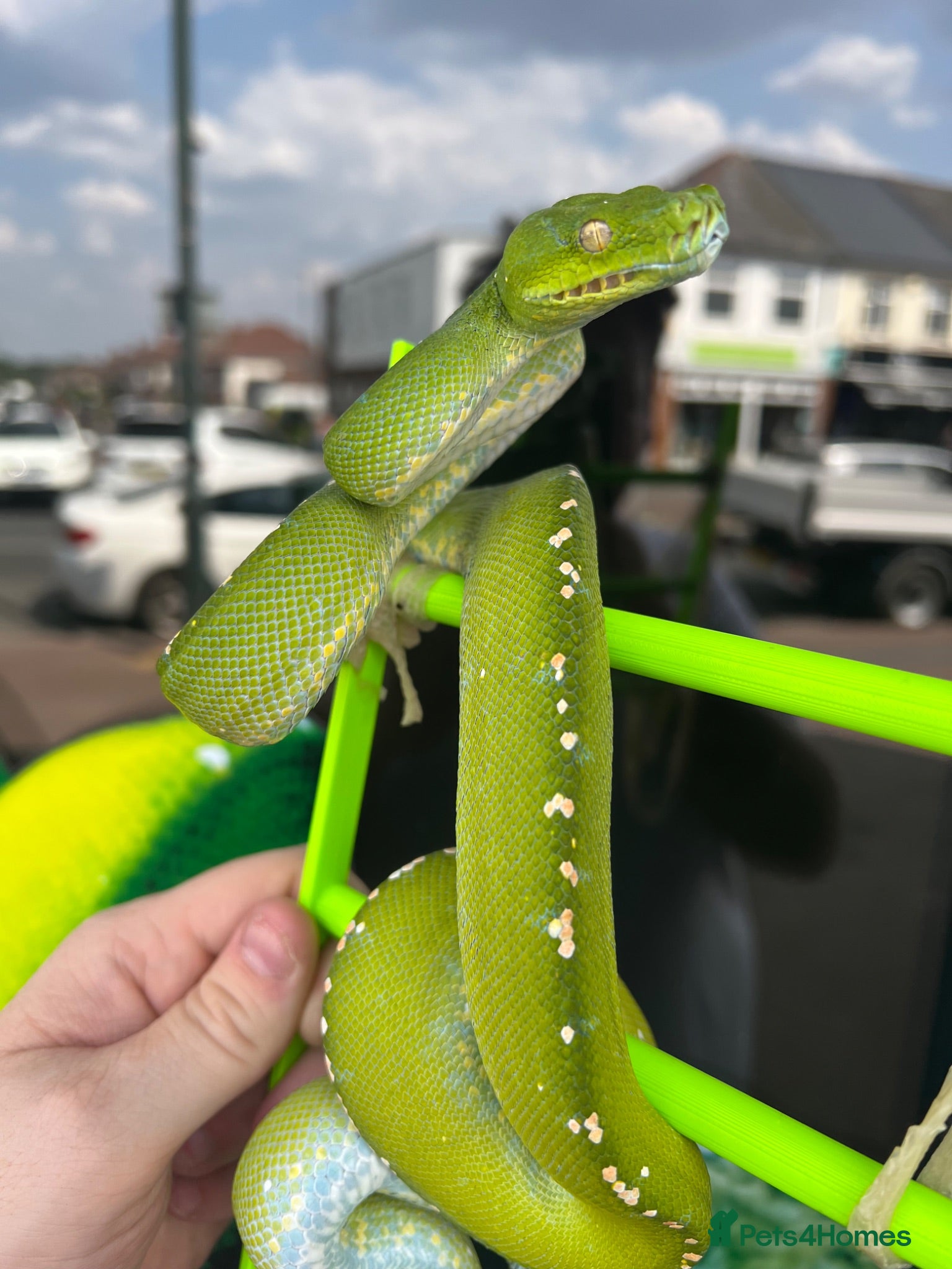Python Snake reptiles Aru Green Tree Python For Sale - Advert 13