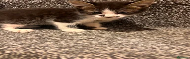 American Shorthair 4