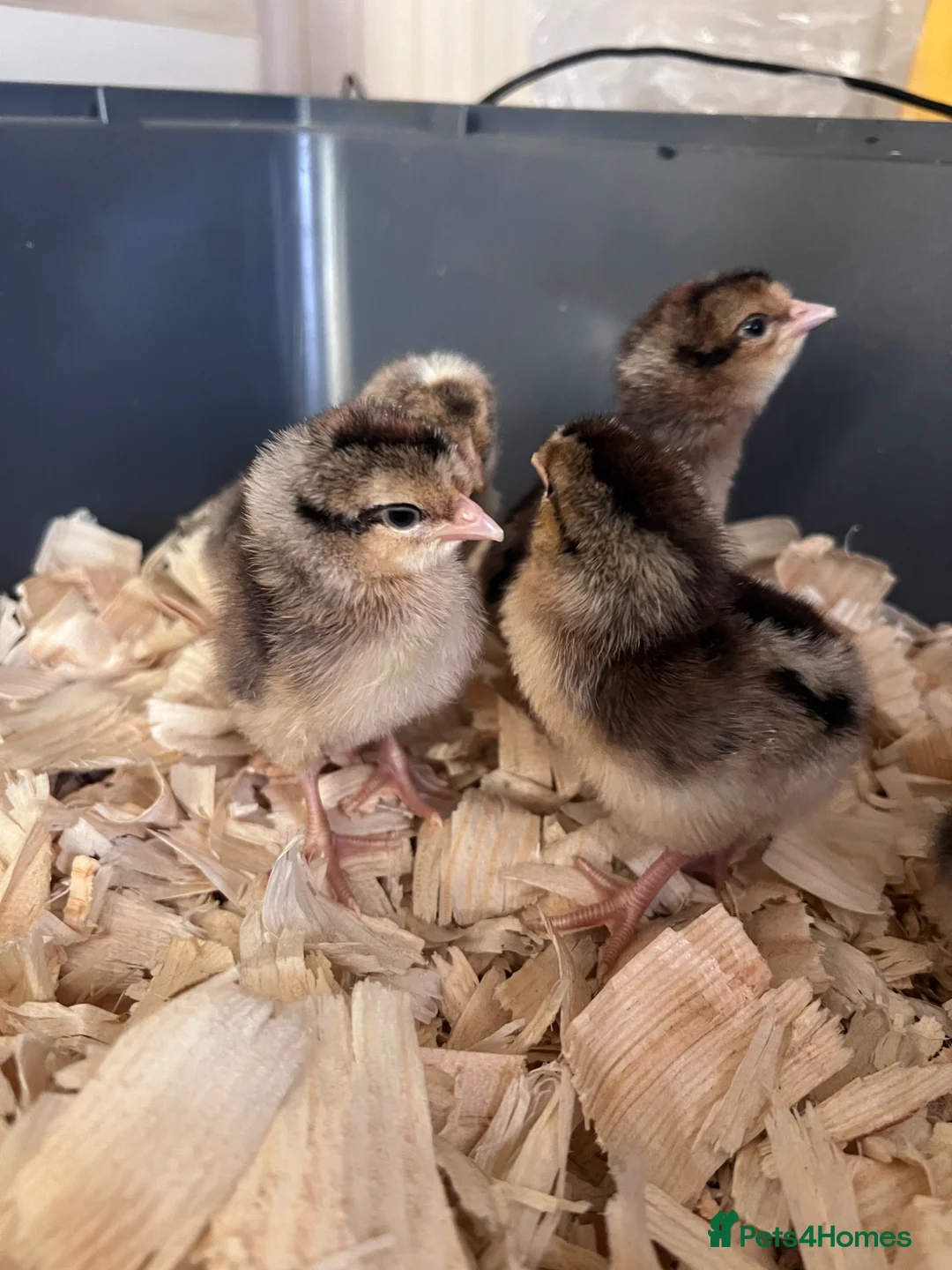 Chickens poultry for sale: Cream legbar chicks (blue egg layer)  - Advert 1