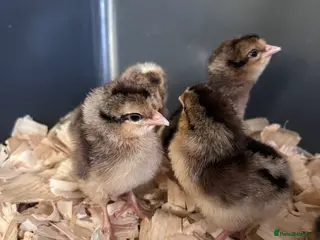 Chickens poultry Cream legbar chicks (blue egg layer) - Advert 1