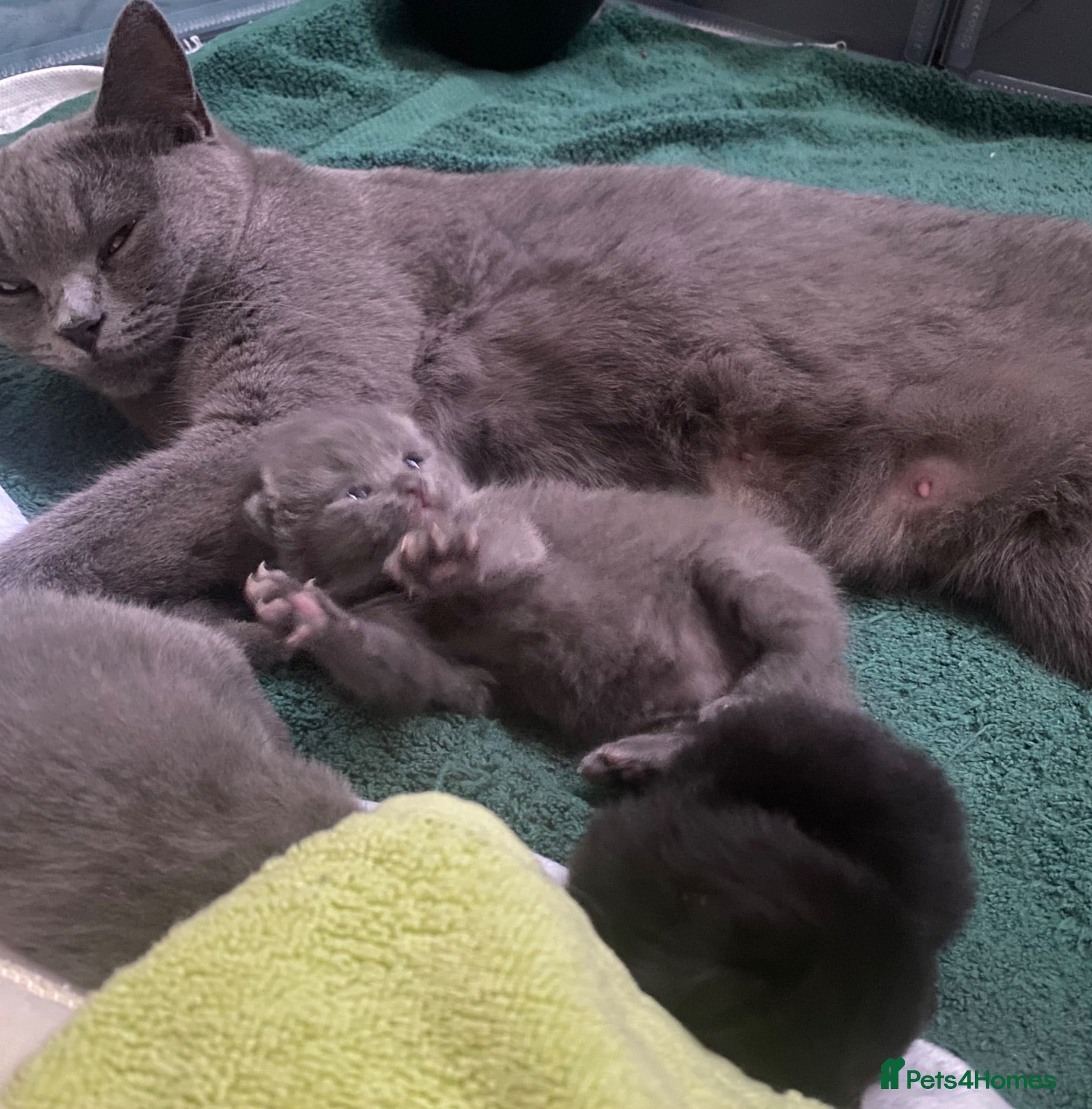 British Shorthair cats Amazing Pedigree British Shorthair Kittens  - Advert 2