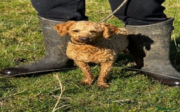 Toy Poodle dogs for stud: KC Registered Red Toy Poodle Fully DNA Tested in Radstock - Image 25