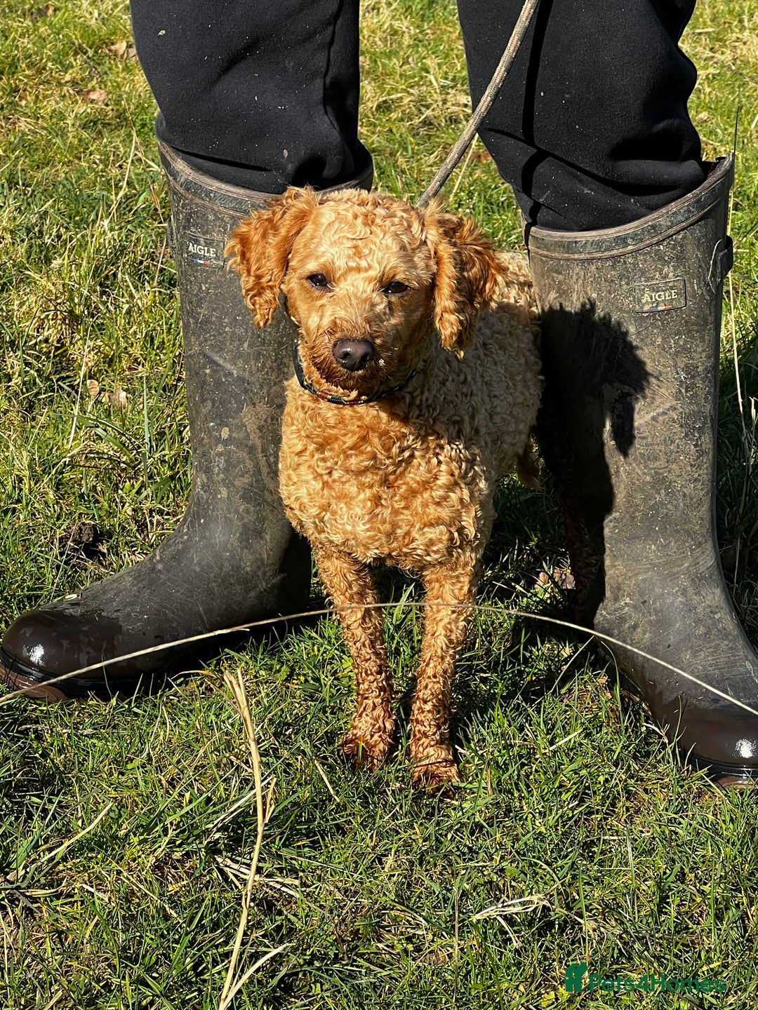 Toy Poodle dogs for stud: KC Registered Red Toy Poodle Fully DNA Tested in Radstock - Image 25