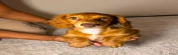 Miniature Dachshund dogs for sale: 🤎 Long-Haired Red Girl in Derby - Advert 7