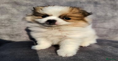 Pomeranian dogs - Advert 1