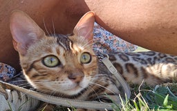 Bengal cats for sale: Bengal girl for sale - Image 3