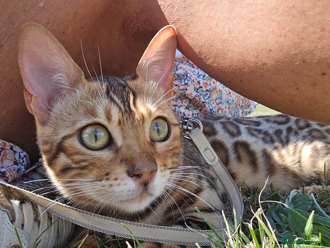 Bengal cats for sale: Bengal girl for sale - Image 3
