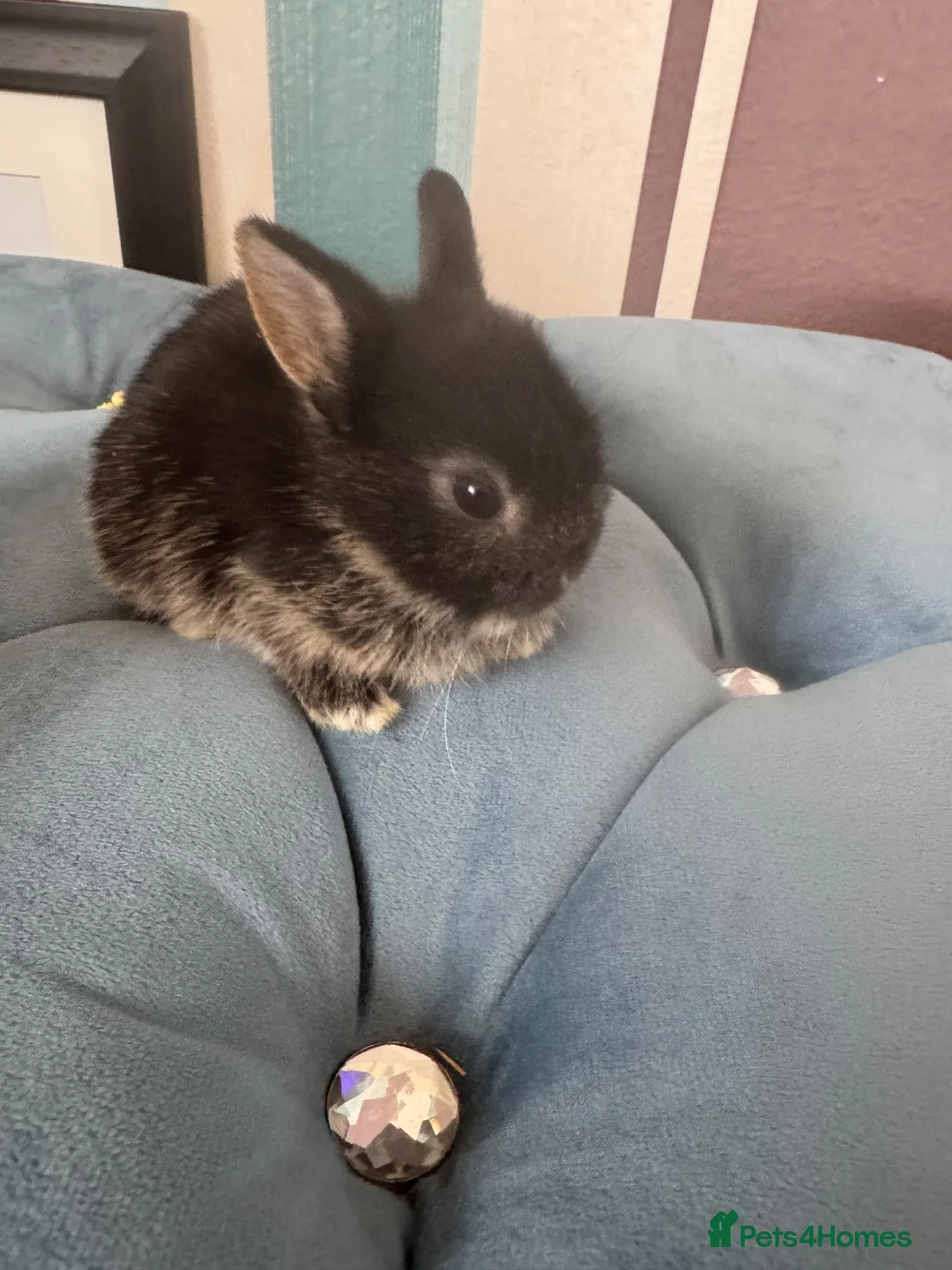 Netherland Dwarf rabbits for sale: Baby Netherland dwarf rabbits - Advert 4
