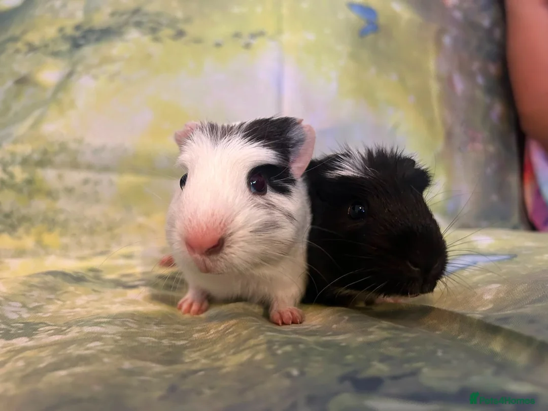 Guinea Pig rodents for sale: Gorgeous Bonded Baby Guinea Pig Boys 🐹❤️ in Westcliff-on-Sea - Advert 2