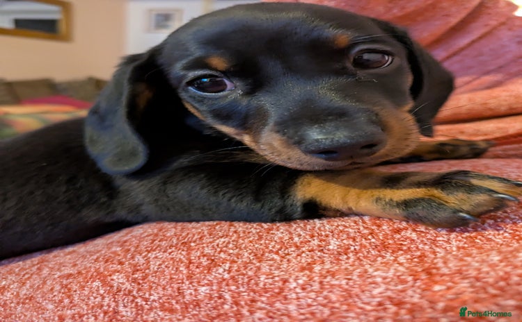 Miniature Dachshund dogs - Advert 4