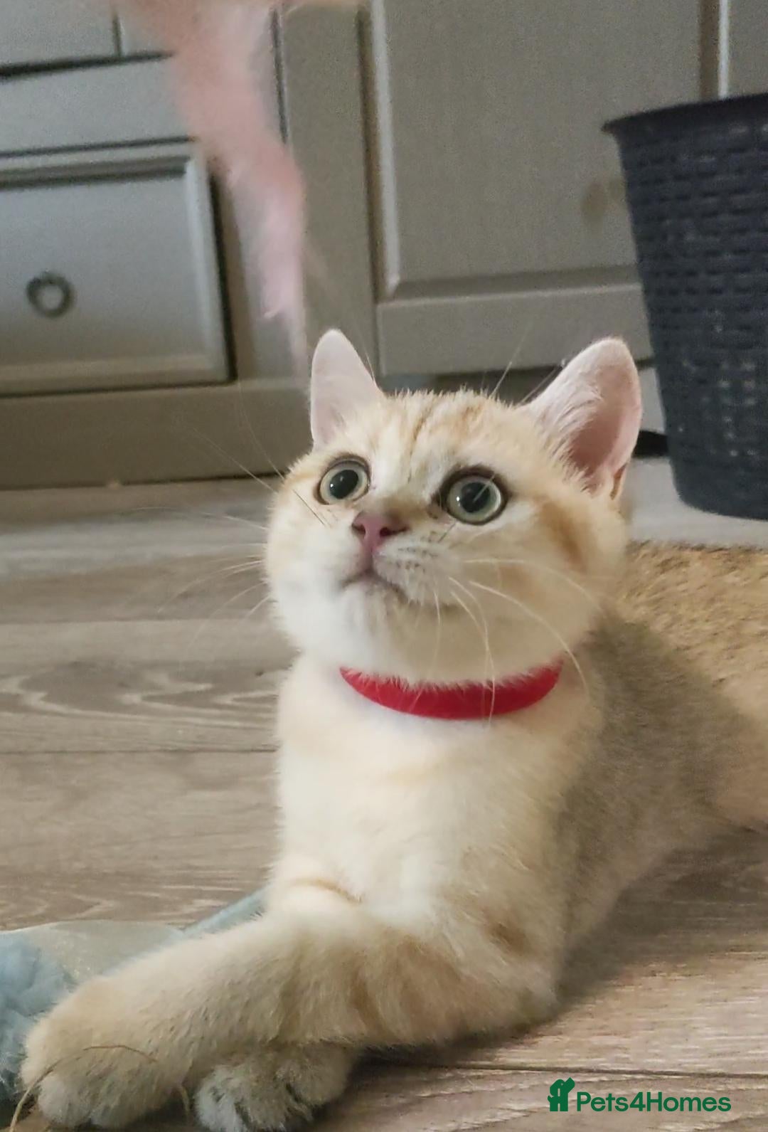 British Shorthair cats Pedigree Golden British Shorthair Girl Kitten  - Advert 1