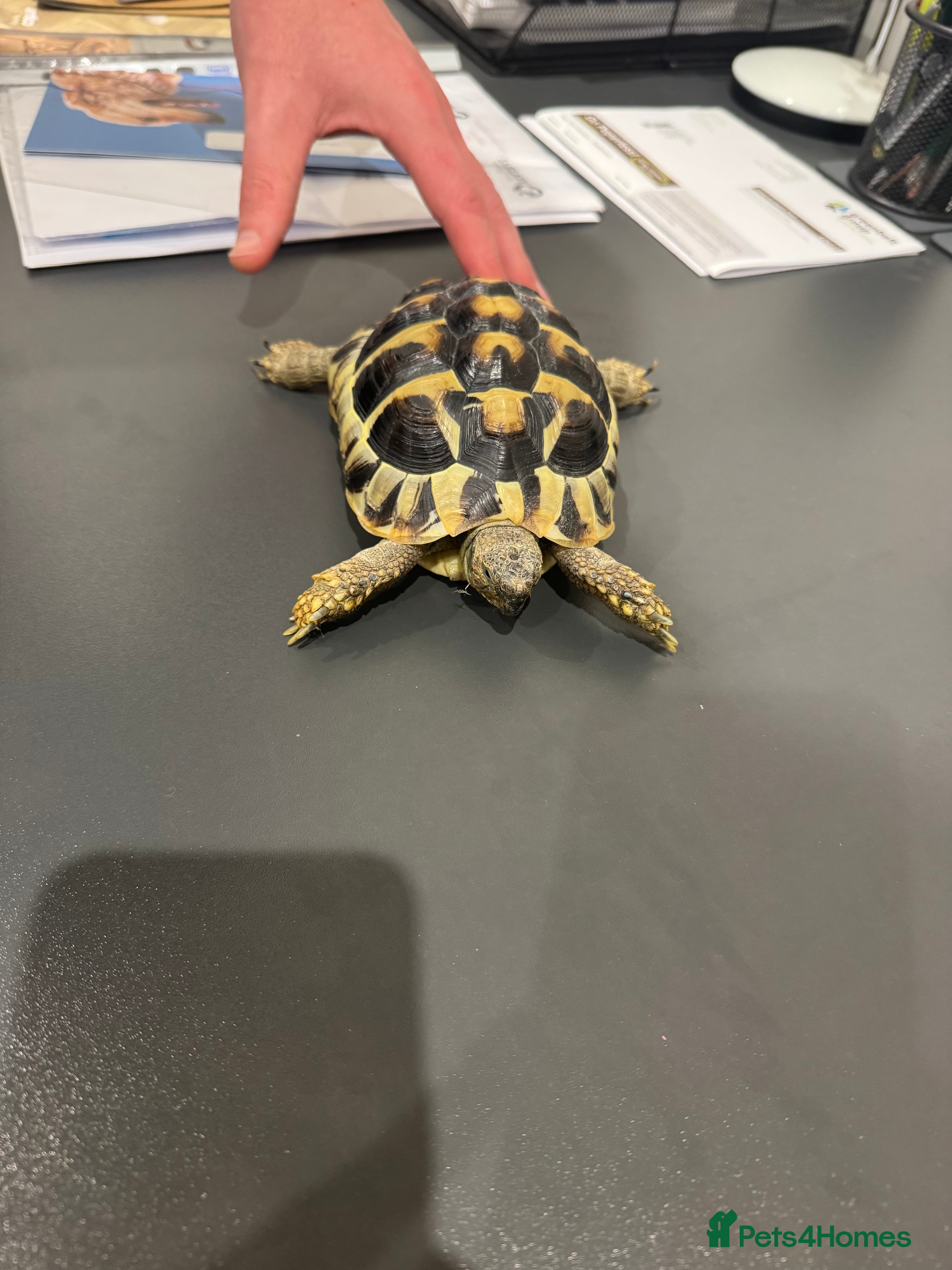 Hermann Tortoise reptiles Herman’s Tortoise - Advert 1