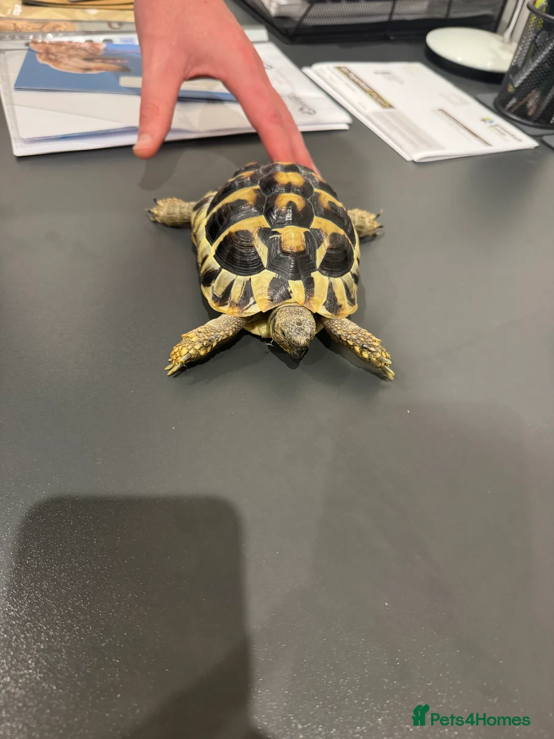 Hermann Tortoise reptiles for sale: Herman’s Tortoise in Cambridge - Advert 1