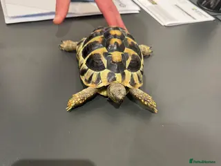 Hermann Tortoise reptiles Herman’s Tortoise - Advert 1
