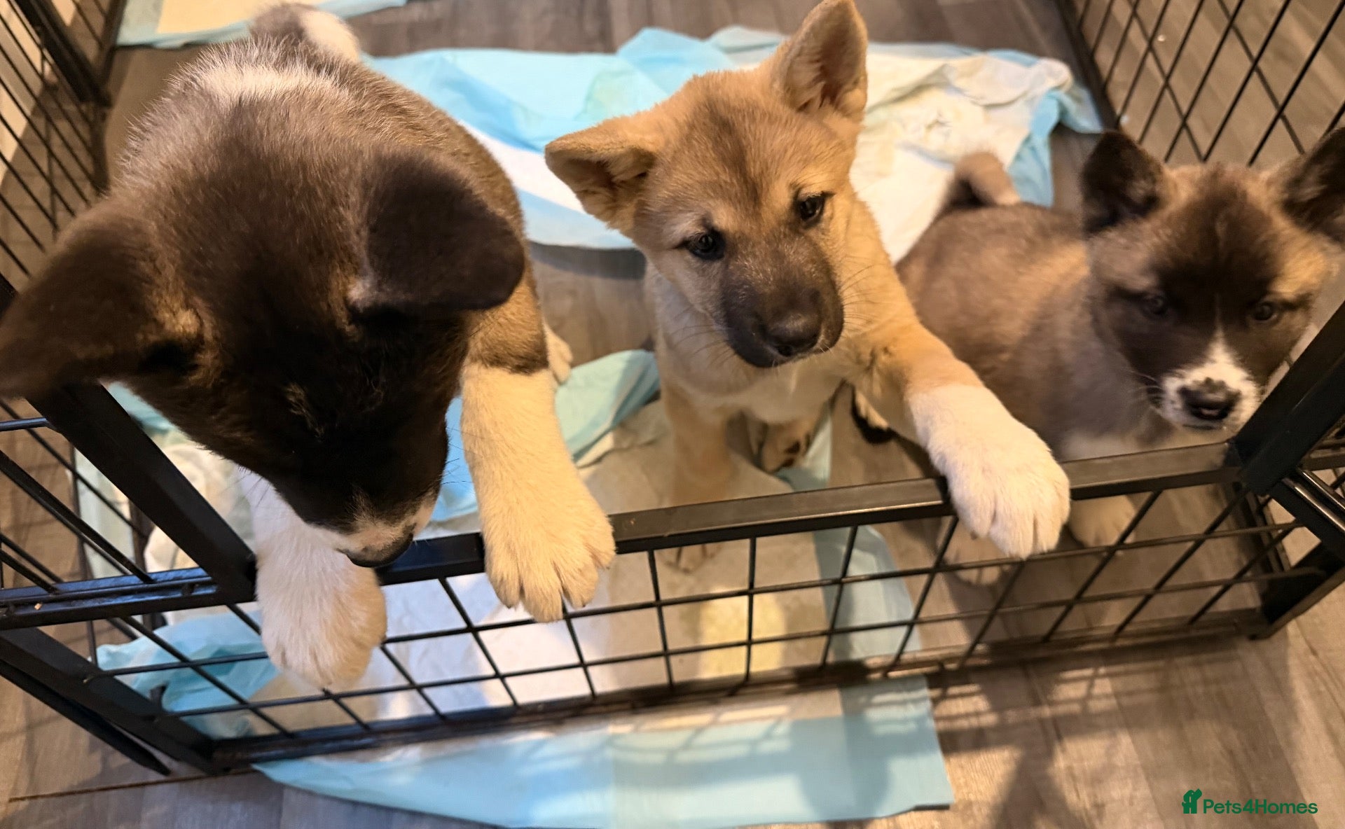 Akita dogs American Akita Puppies (Ready to leave) - Advert 1