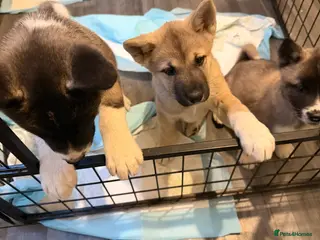 Akita dogs American Akita Puppies (Ready to leave) - Advert 1