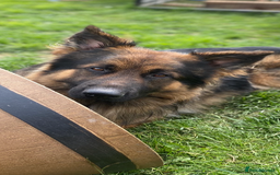 German Shepherd dogs for stud: Pure breed kc registered in Rochdale - Image 6